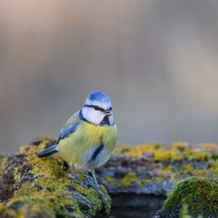 Bird Eurasian blue tit Cyanistes caeruleus in the wild. Close up. Song bird