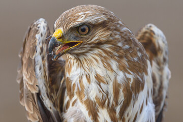 Common buzzard buteo buteo, in the wild. Close up
