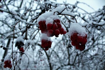 red berries in snow