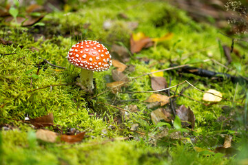 fly mushroom in forest
