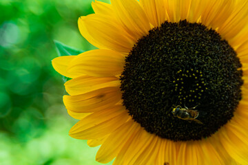 Large Bumblebee Sitting on Sunflower (Cross Process)