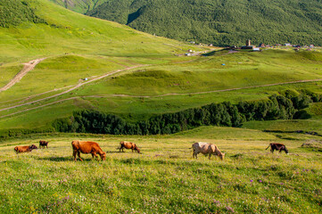 Cows graze in the meadow against the background of the church Lamaria in Ushguli, 2019