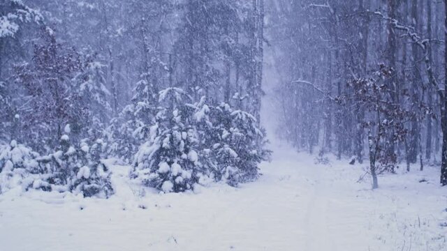 Winter snowy forest landscape. Snow falling hard in Zatory, Poland, Europe.