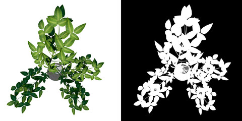 Top view of Plant ( Branches and Leaves in Vase 1) Tree png with alpha channel to cutout made with 3D render	