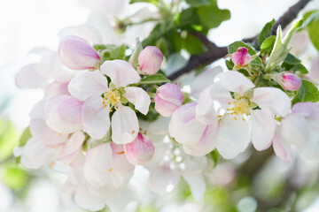 Fototapeta na wymiar Apple tree blossom close-up. White apple flower on natural white and green background. 
