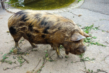 Wolliges fettes Minischwein mit braunem Fell und schwarzen Flecken. Extreme Borsten und lustiges...