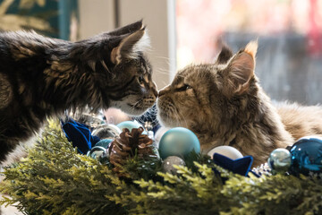 Katzenkuss im Weihnachtskranz