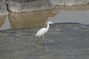 Aigrette neigeuse sur la c&ocirc;te de Guyane fran&ccedil;aise