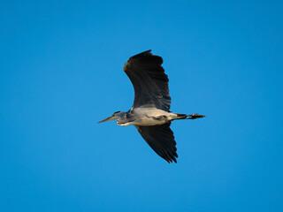 Grey Heron in its natural environment.