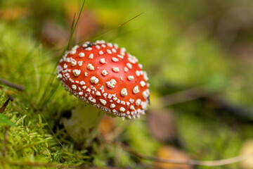 fly mushroom in forest
