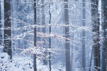 Winter forest. Natural background.  Fog in the winter forest. The forest under the snow. Snow storm.  Picture for wallpaper.