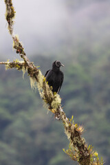 Black Vulture