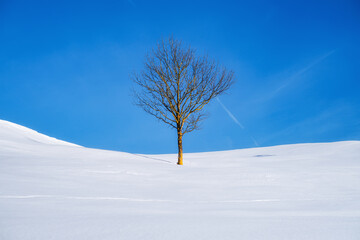 Fototapeta na wymiar A lone tree in a snowy field. Winter landscape in the daytime. Clear sky. Winter landscape as a background.