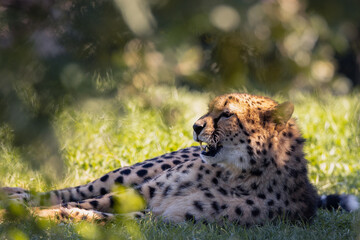 Guépard
