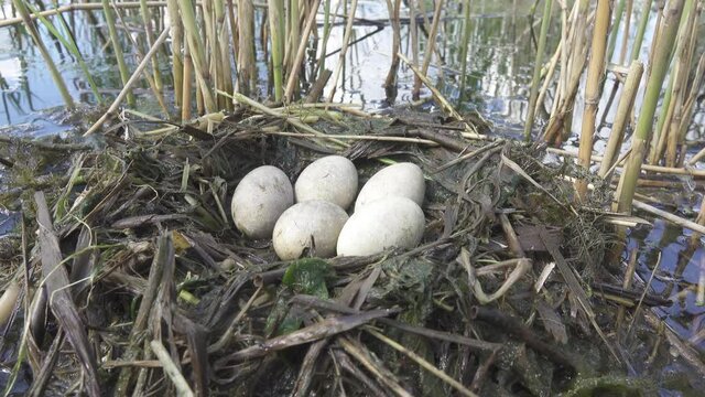 Bird's Nest Guide. Nidology. Slavonian grebe (Podiceps auritus) floating nest in reed beds of southern eutrophic lake with abundance of common reed (Phragmites australis) among gull colony