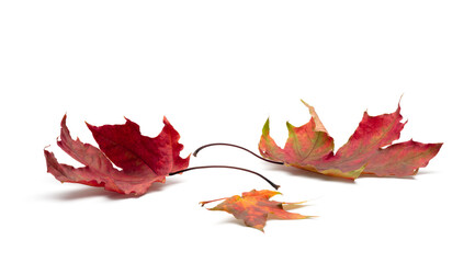 autumn leaves on white background. with shadows, clipping path  for isolation without shadows on white