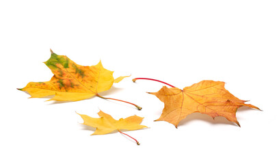 autumn leaves on white background. with shadows, clipping path  for isolation without shadows on white