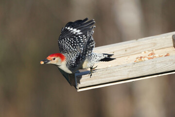 Blue Jays and Red Bellied Woodpeckers fighthing over food