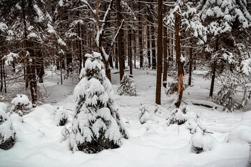 winter in the forest, Snow covered trees