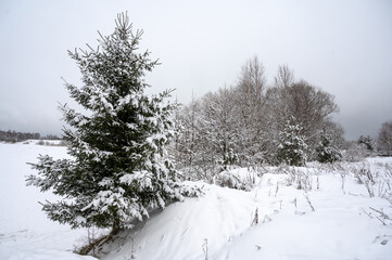 Winter landscape with snow-covered trees and a frozen river, peace and quiet. The beauty of winter nature. Outdoor walks