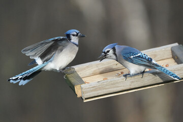 Blue Jays and Red Bellied Woodpeckers fighthing over food