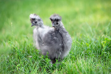 Two gray Chinese silkie chickens look into the camera and walk on the green lawn. 