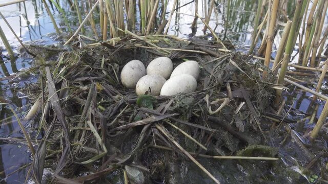 Bird's Nest Guide. Nidology. Slavonian grebe (Podiceps auritus) floating nest in reed beds of southern eutrophic lake with abundance of common reed (Phragmites australis) among gull colony
