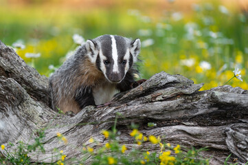 North American Badger (Taxidea taxus) Climbs Over Log Amongst Wildflowers Summer