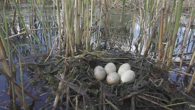 Bird's Nest Guide. Nidology. Slavonian grebe (Podiceps auritus) floating nest in reed beds of southern eutrophic lake with abundance of common reed (Phragmites australis) among gull colony