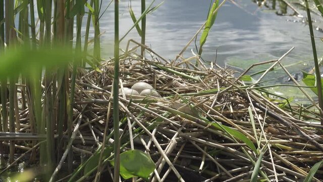Bird's Nest Guide. Nidology. European coot (Fulica atra) nest on a eutrophied lake with an abundance of common reed (Phragmites australis)