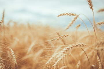 Fototapeta premium Ripe golden ears of wheat in summer on the field close-up, soft focus, shallow depth of field
