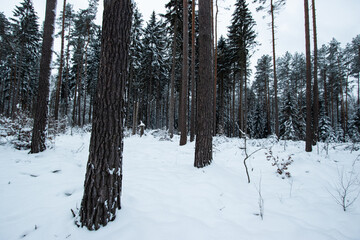 Fototapeta premium winter forest in the snow
