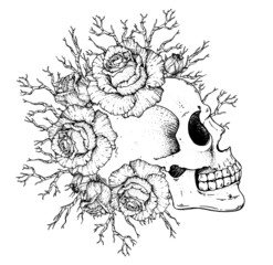 Human Skull and roses flowers hand drawn illustration. Sketch illustration. Tattoo vintage print. Skull and roses. T-shirt design.