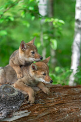 Two Coyote Pups (Canis latrans) Lie on Top of Each Other Looking Right on Log Summer