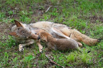 Adult Coyote (Canis latrans) Nuzzles Pup Summer