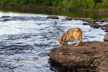 Grey Wolf (Canis lupus) Leans Down to Water Flowing By Summer