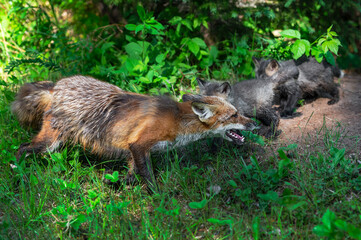 Naklejka na ściany i meble Red Fox (Vulpes vulpes) Adult and Kits Come Together at Den Summer