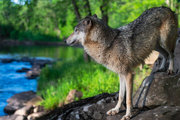 Fototapeta premium Grey Wolf (Canis lupus) Stands on Rocks on Riverside Summer