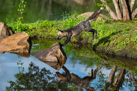 Cross Fox Adult (Vulpes vulpes) Leaps From Island to Rock Reflected in Water Summer