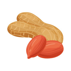 Peanuts vector legumes illustration food