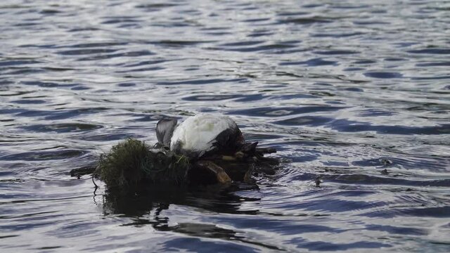 Bird's Nest Guide. Nidology. European coot (Fulica atra) nest on a eutrophied lake with an abundance of common reed (Phragmites australis)
