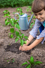 The child is planting seedlings in the garden. Selective focus.
