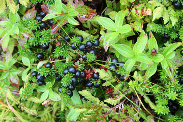 Schwarze Krähenbeere / Black crowberry / Empetrum nigrum