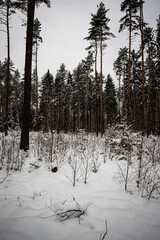 winter forest in the snow