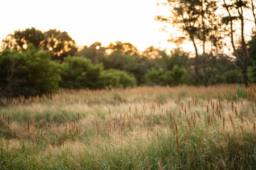 sunset in the forest