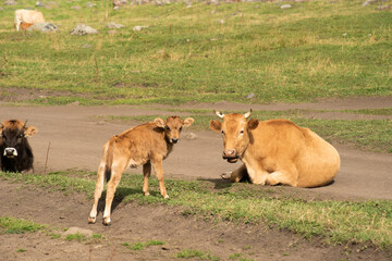 Cow and calf