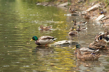 Wild duck swimming in a lake