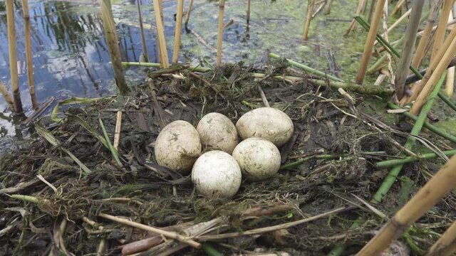 Bird's Nest Guide. Nidology. Great-crested grebe (Podiceps cristatus) floating nest in reed beds of southern eutrophic lake with abundance of common reed (Phragmites australis)