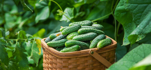 Harvest cucumbers in a basket. Selective focus.