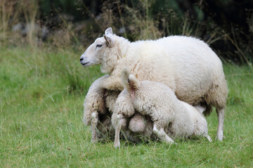 Schaf / Sheep / Ovis.